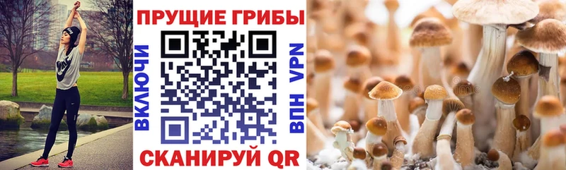 Галлюциногенные грибы GOLDEN TEACHER  Купить  Суворов 